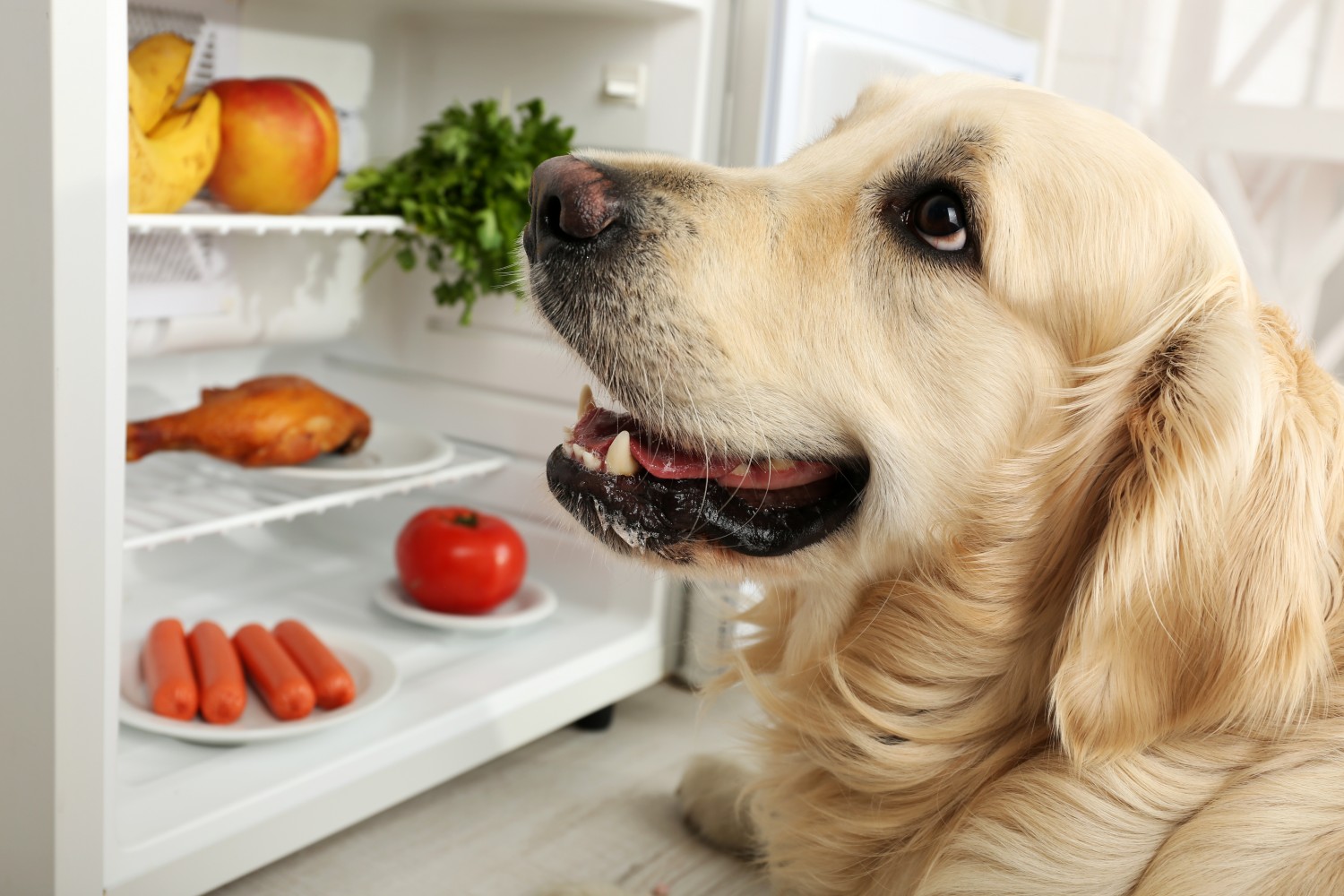 Nutritional Counseling - Central Park Veterinary Clinic